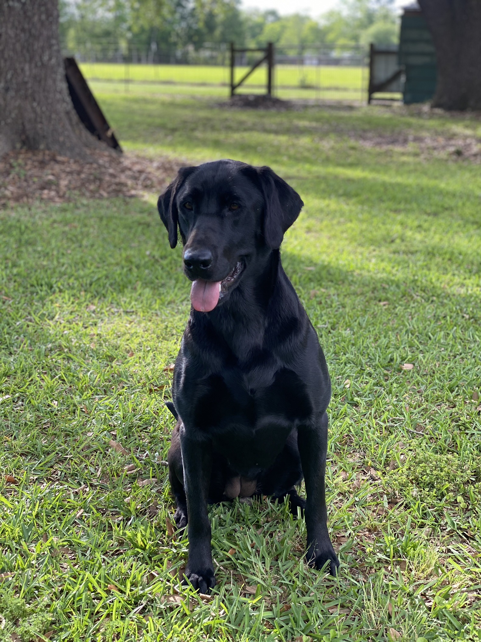 HRCH Watermarks Rumblin Harley Itchn To Rocknroll | Black Labrador Retriver