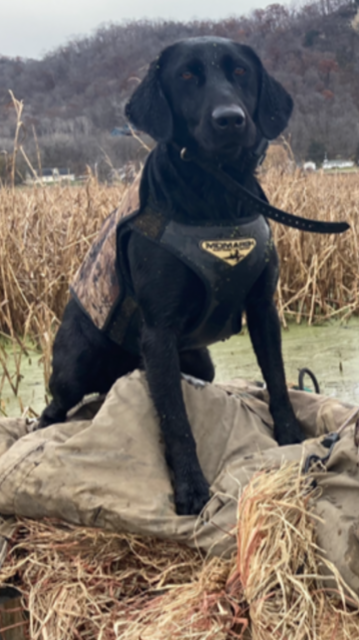 Mississippi Muds The Yeti Does Exist | Black Labrador Retriver