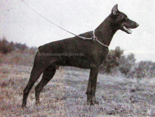 Clifford of Landslake | Brown Doberman Pinscher