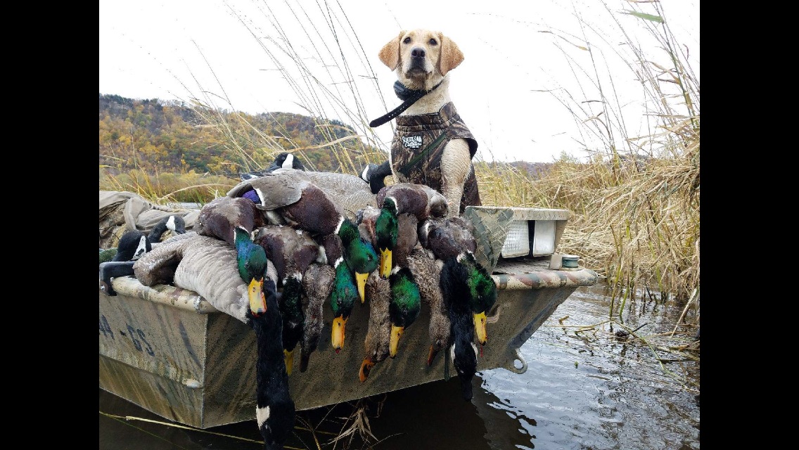 Mississippimud's Runnin Like A Raging Wild River | Yellow Labrador Retriver