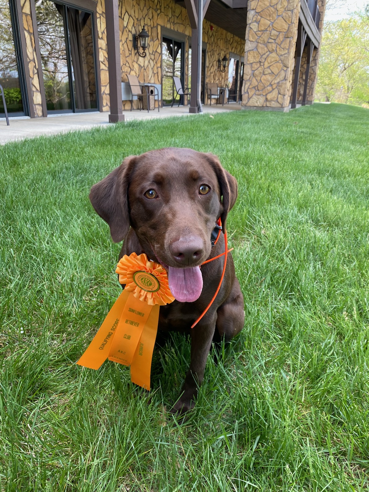 wiley bryer | Chocolate Labrador Retriver