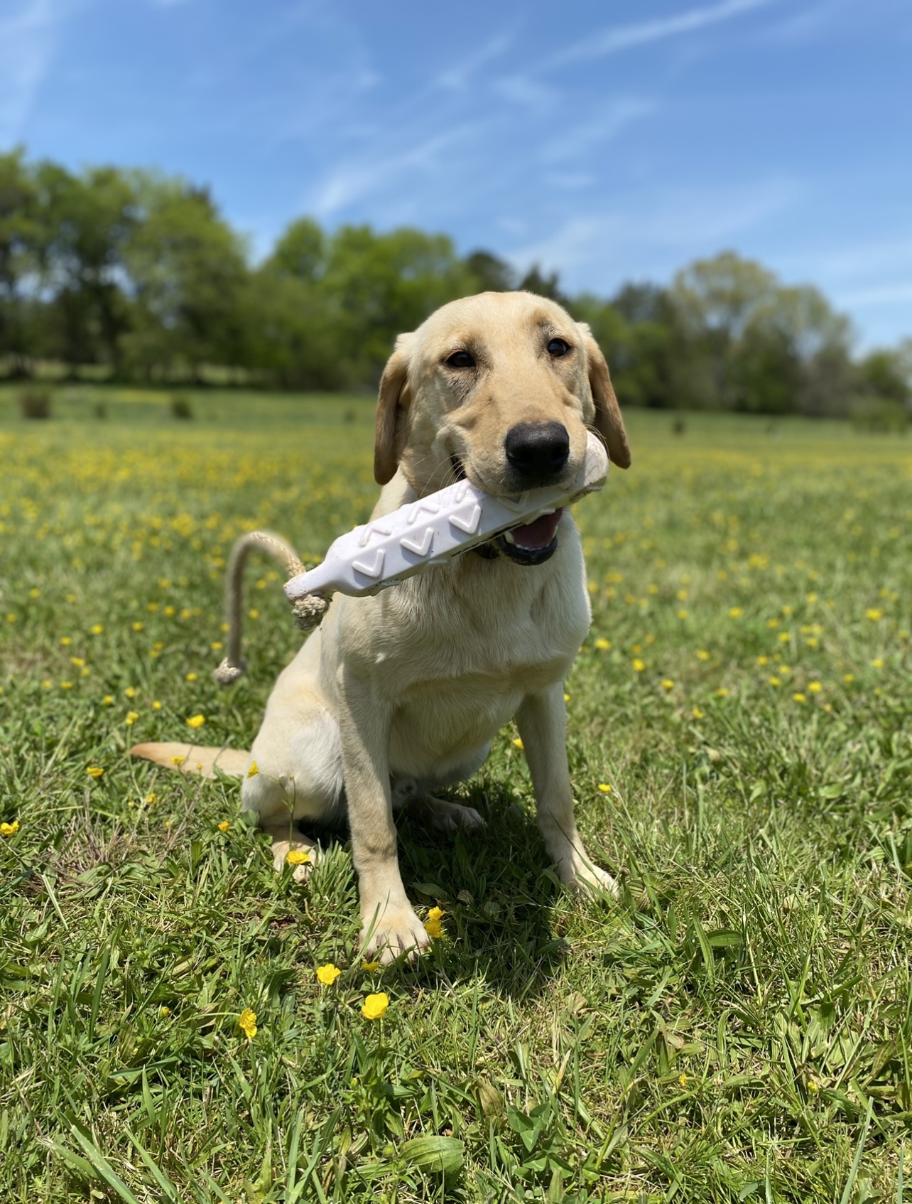 Watsons Rio | Yellow Labrador Retriver