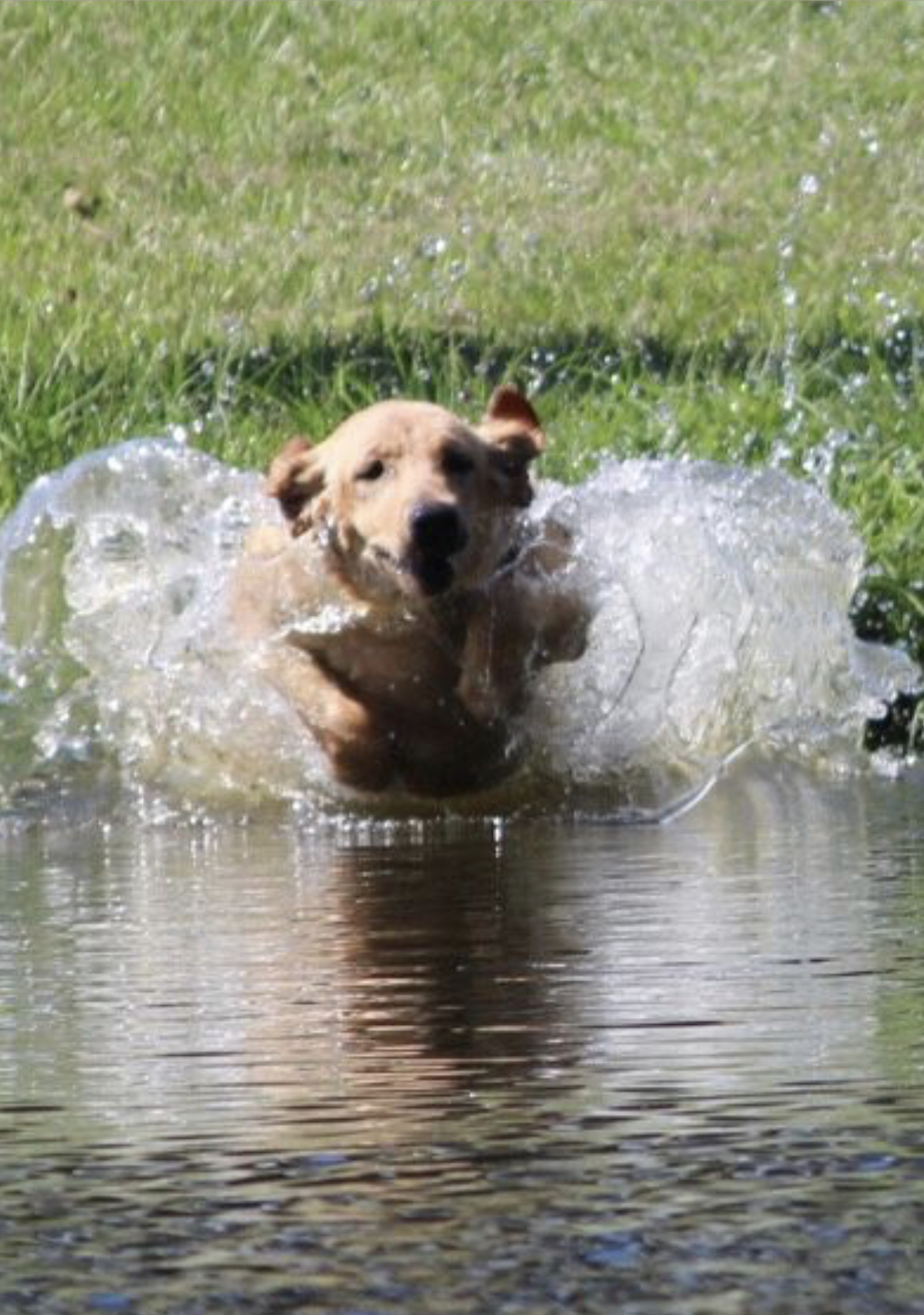 Elsa | Yellow Labrador Retriver