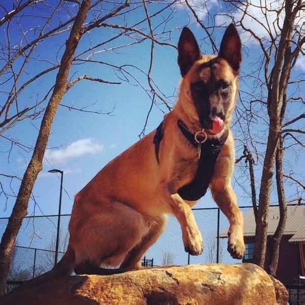 Danger | Belgian Malinois 