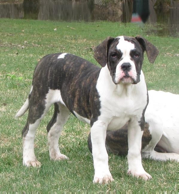 Blue Collar Bullies' Lady Rage | American Bulldog 