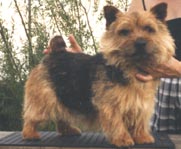 Redash Rough Magic of Titanium | Norwich Terrier 