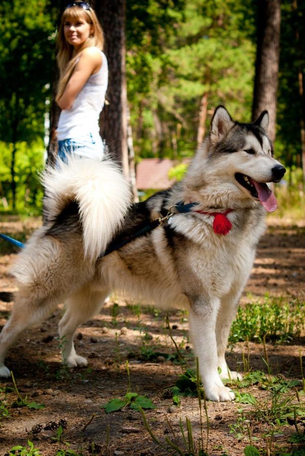 Zuchero Indie Style | Alaskan Malamute 