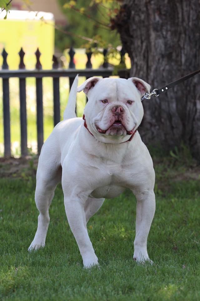 Simply Incred-A-Bull Jokers Wild | American Bulldog 