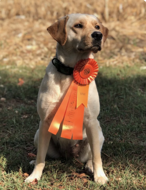 Rockn Ridge Mayhem Millie JH | Yellow Labrador Retriver