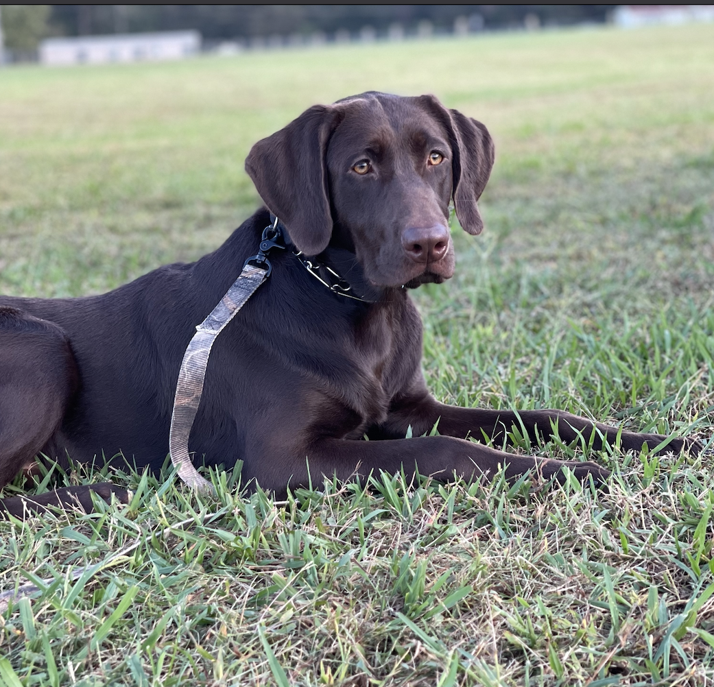 Rockn Ridge Commander In Chief | Chocolate Labrador Retriver