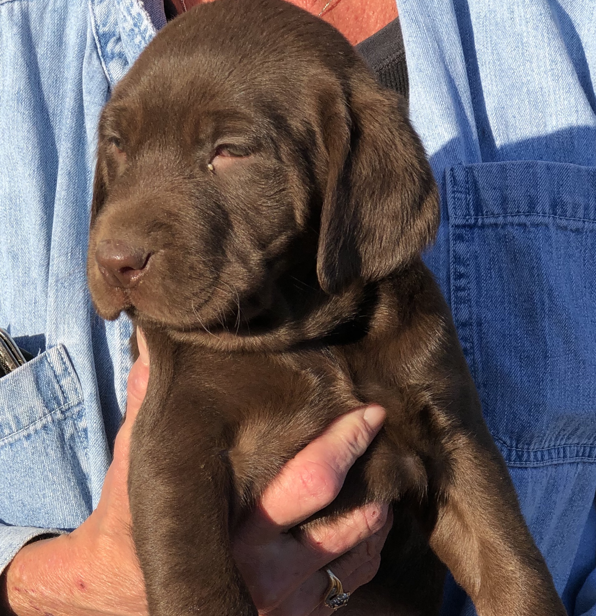 Leitner Farms Double Chocolate Mocha | Chocolate Labrador Retriver