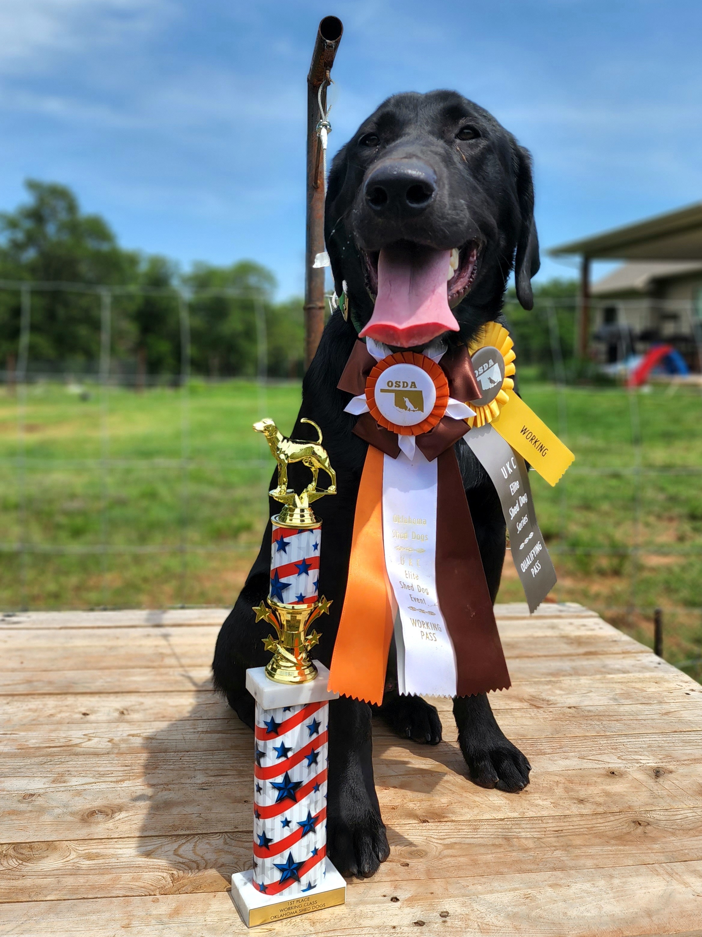 ASD Black Label Baptism | Black Labrador Retriver