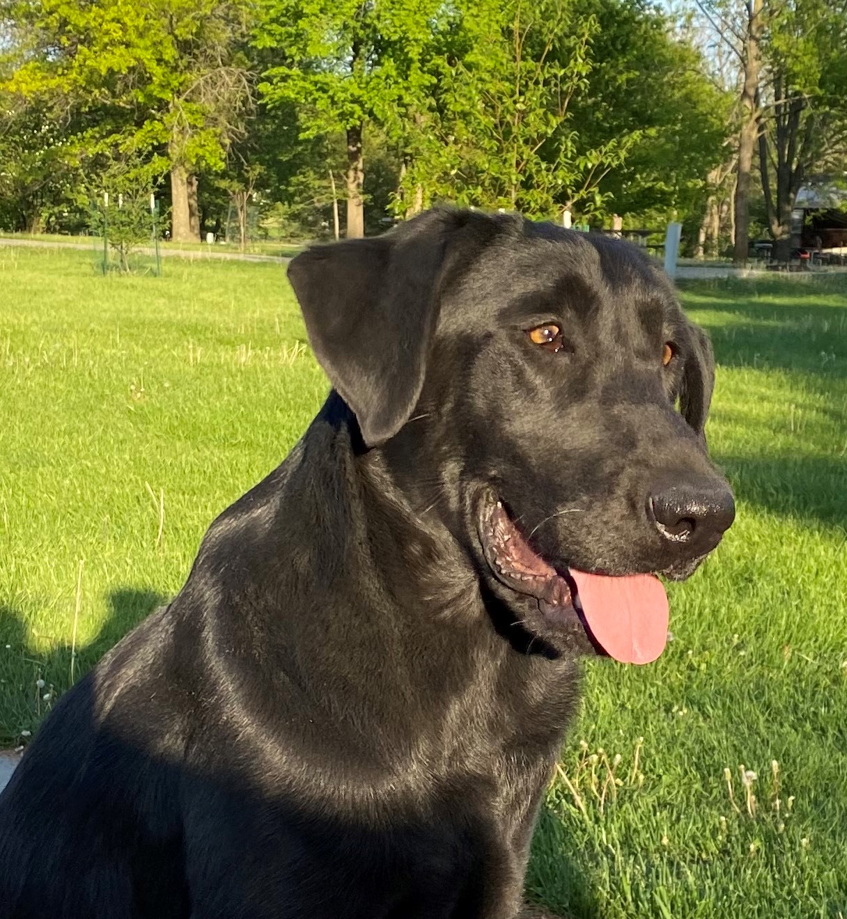 OGF San Jacinto Rose | Black Labrador Retriver