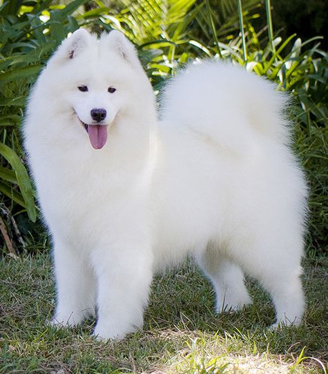 Samspring Dasha | Samoyed 