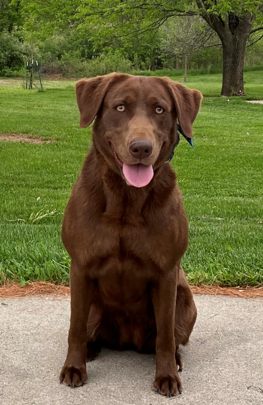 OGF Boji Queen | Chocolate Labrador Retriver