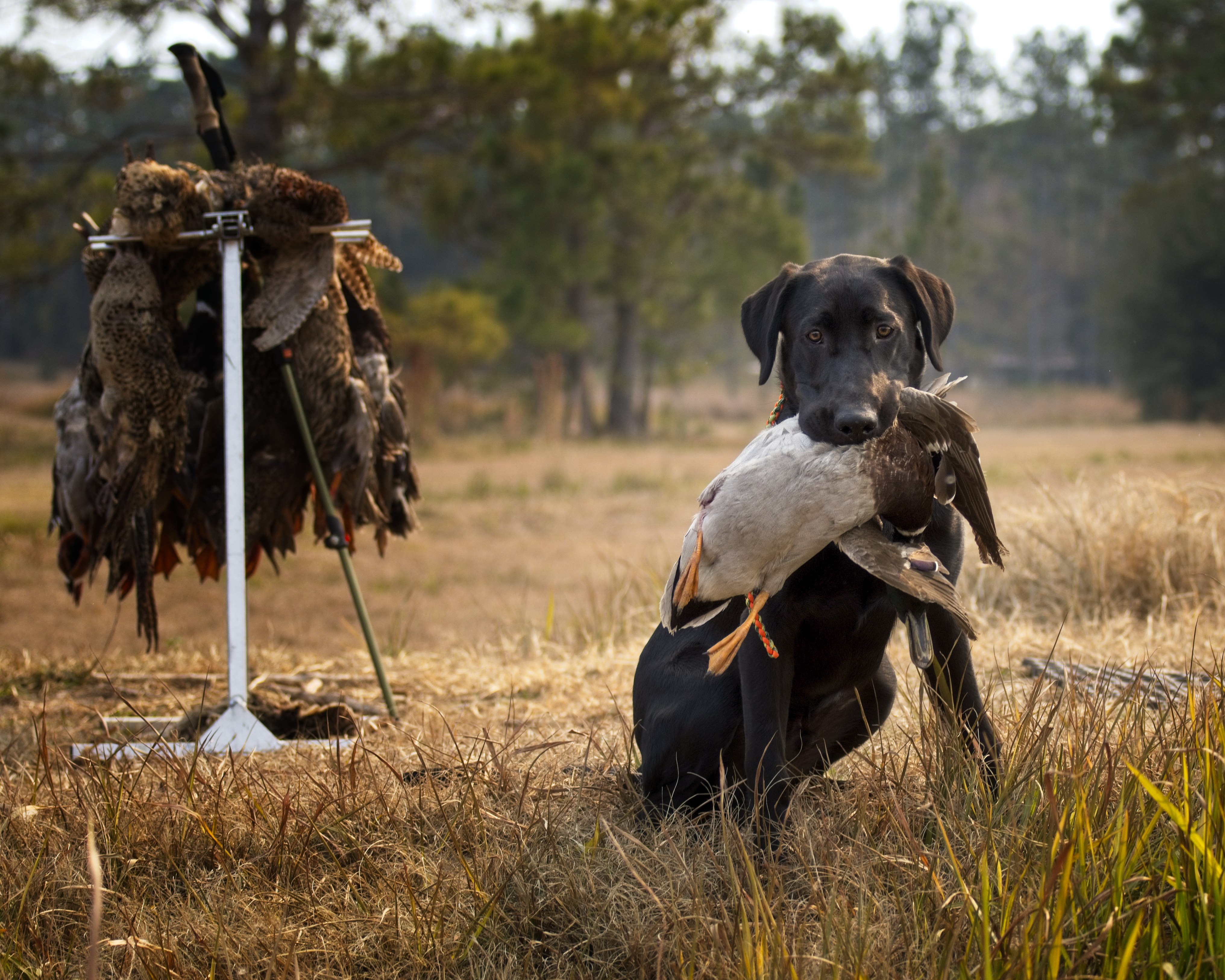 Keelys' Black Magic Blues Gigolo | Black Labrador Retriver