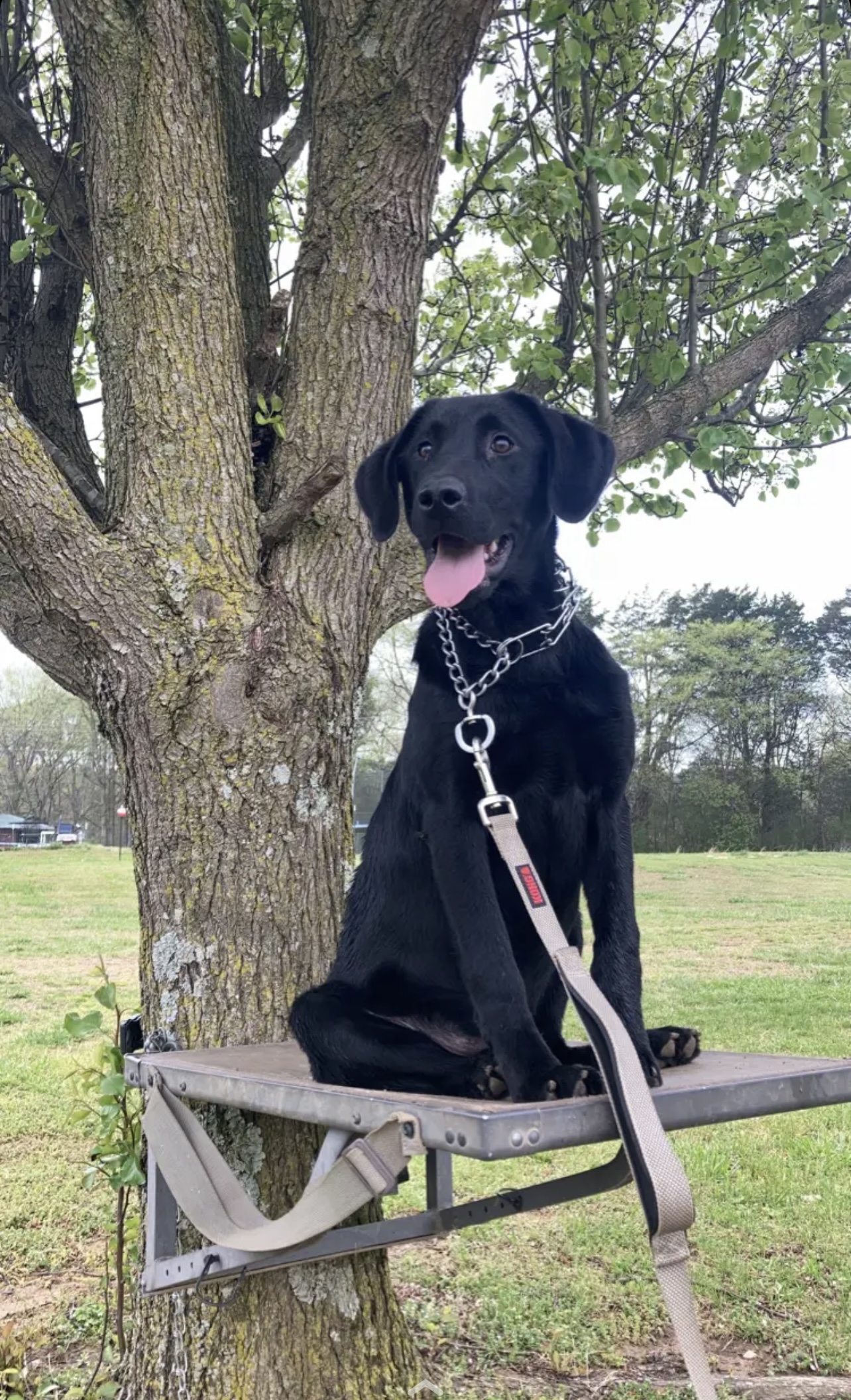 ODK’s Sitting By A Shotgun Seager | Black Labrador Retriver