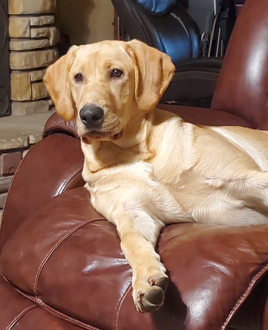 Wind River's Finagin | Yellow Labrador Retriver