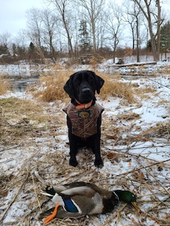 River Raisin Bitte | Black Labrador Retriver