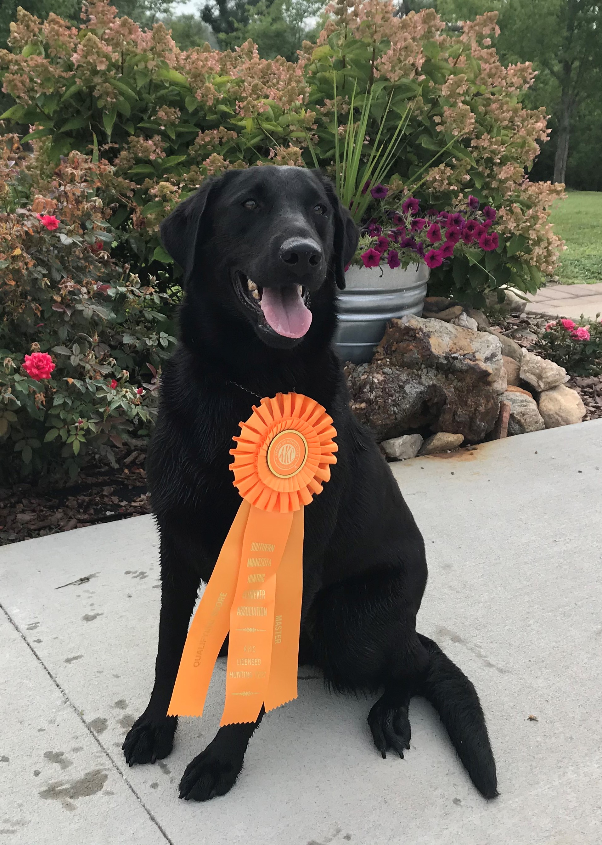 HR Atta Tudy | Black Labrador Retriver