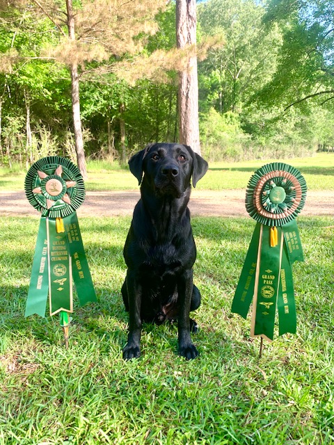 GRHRCH Weller's Black Cloud Power Surge JH | Black Labrador Retriver