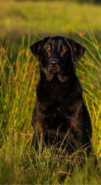 HR Lady Darcy Swing For The Fence | UNKN Labrador Retriver