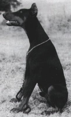 Graaf Wodan v. Neerlands Stam (NHSB 831064) | Black Doberman Pinscher