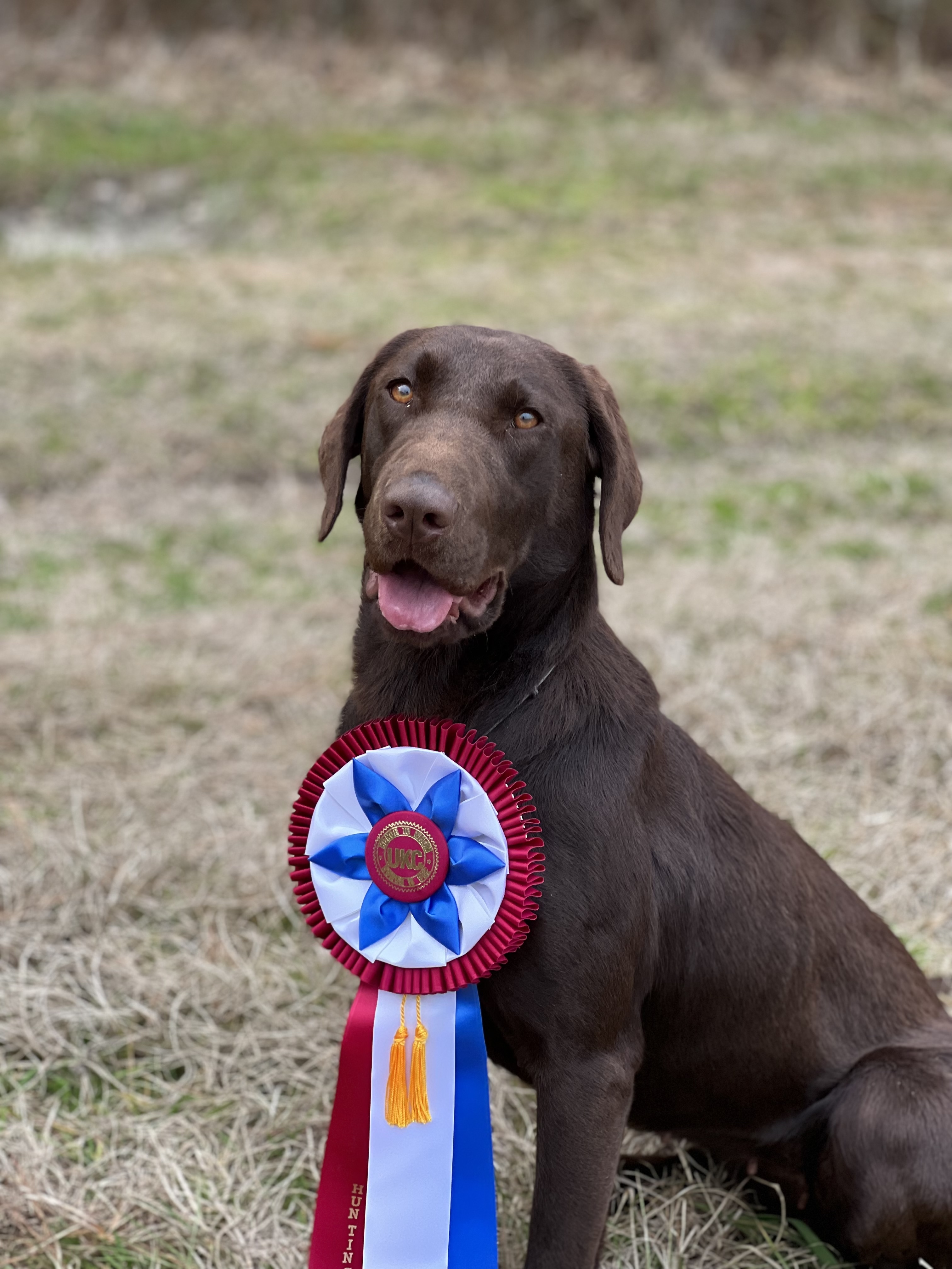 HRCH Washingtons Teal Tornado | Chocolate Labrador Retriver