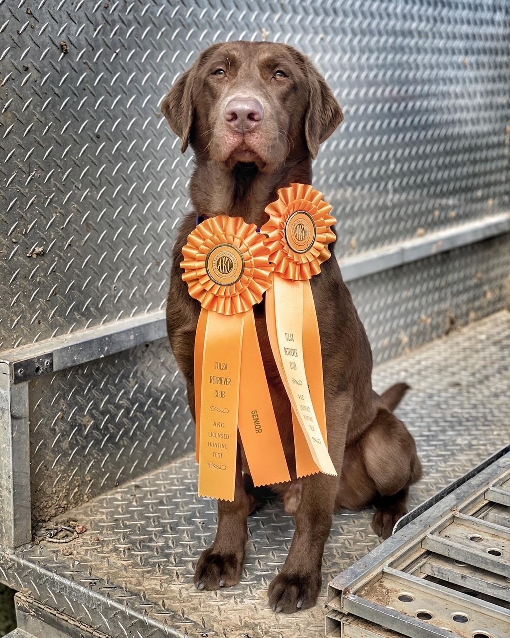 Kelly's Lone Star Aggie Bear Cub SH | Chocolate Labrador Retriver