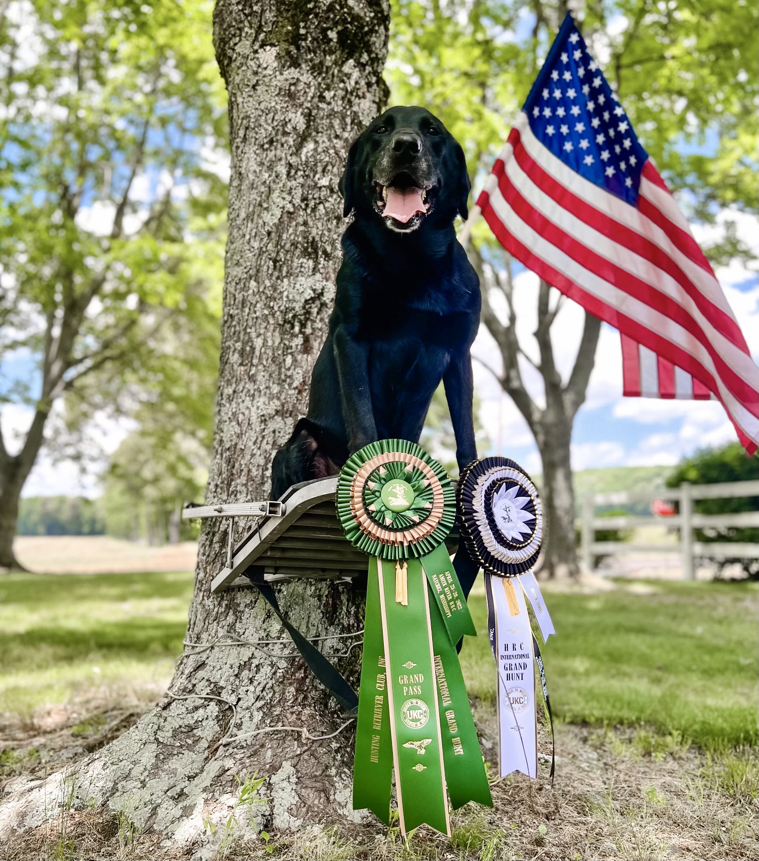 HRCH James' Gunner II | Black Labrador Retriver