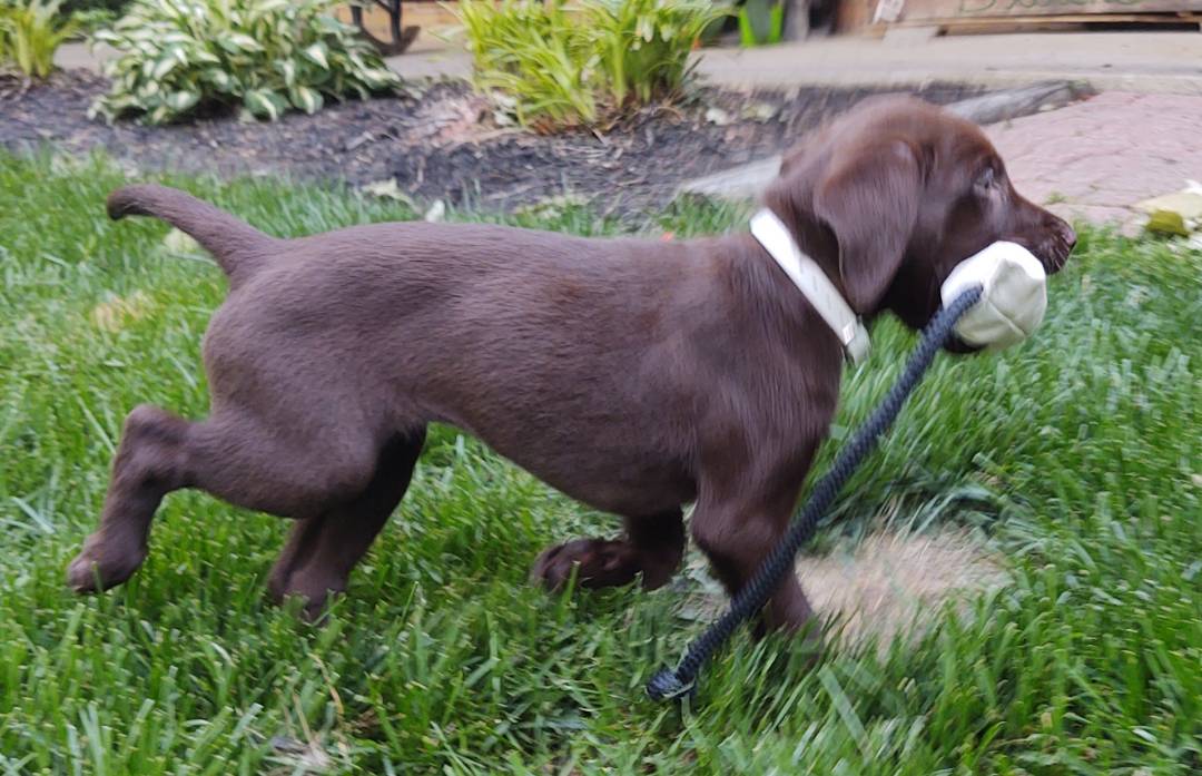 GL Gander Landin Reina Del Sur | Chocolate Labrador Retriver