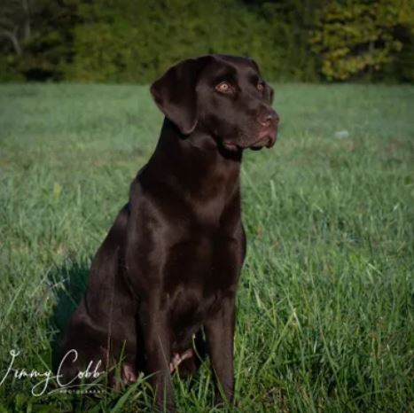 Strachurmore Cadbury Queen | Chocolate Labrador Retriver