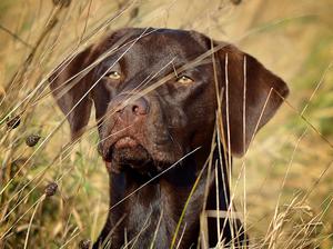 Killyrudden Faeroe WT | Chocolate Labrador Retriver