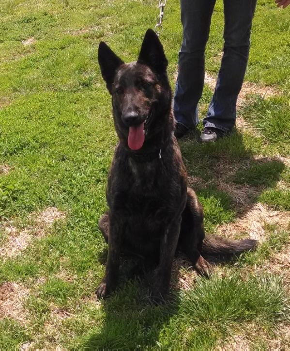 Jetta Birgit Troxell | Dutch Shepherd 