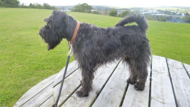 Kentredecim summer splash | Miniature Schnauzer 