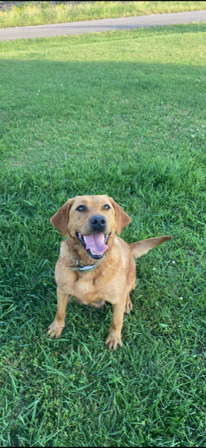 Lady Roxanne Of Rose Hill | Yellow Labrador Retriver