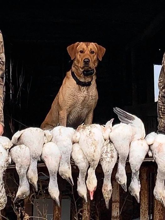 Blue Sky's Sonic Boom Professional Field Guide Dog | Yellow Labrador Retriver