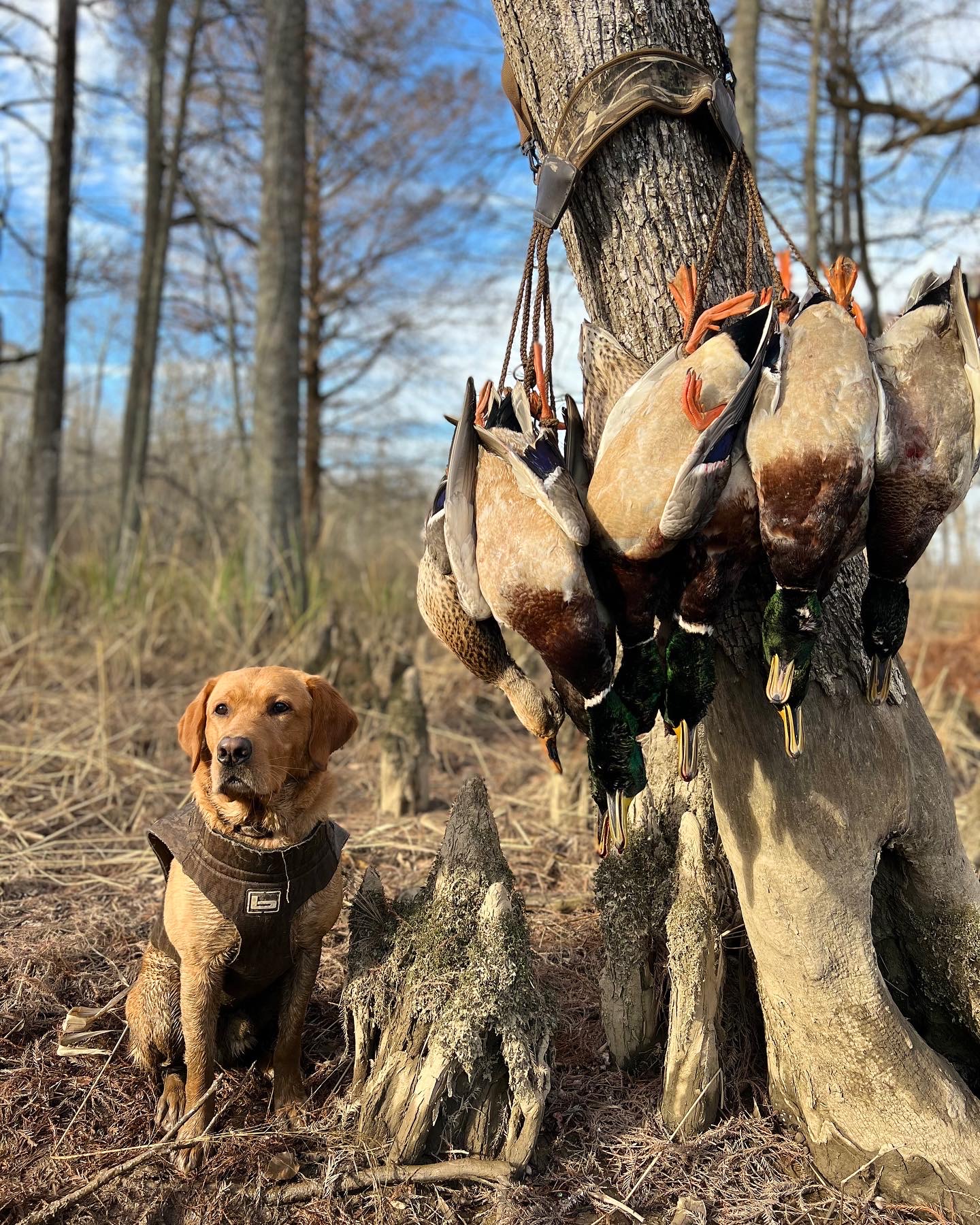 SCREAMING WOODIE JH | Yellow Labrador Retriver