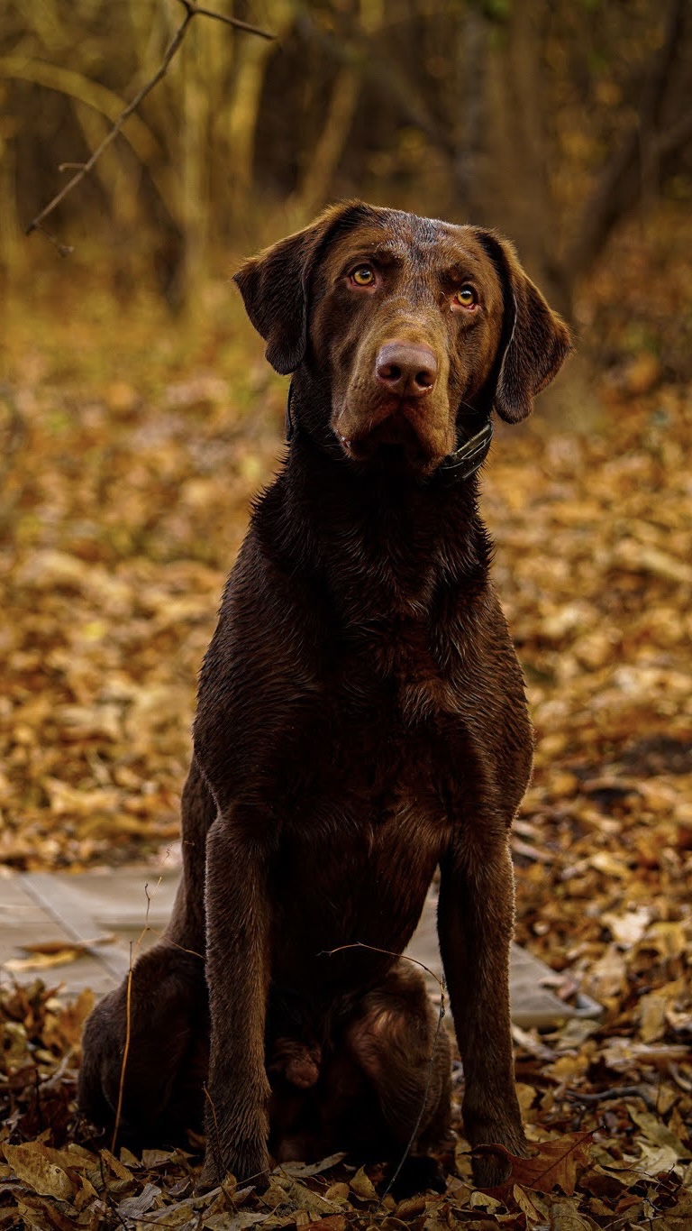 HRCH Southern Stars Cache | Chocolate Labrador Retriver