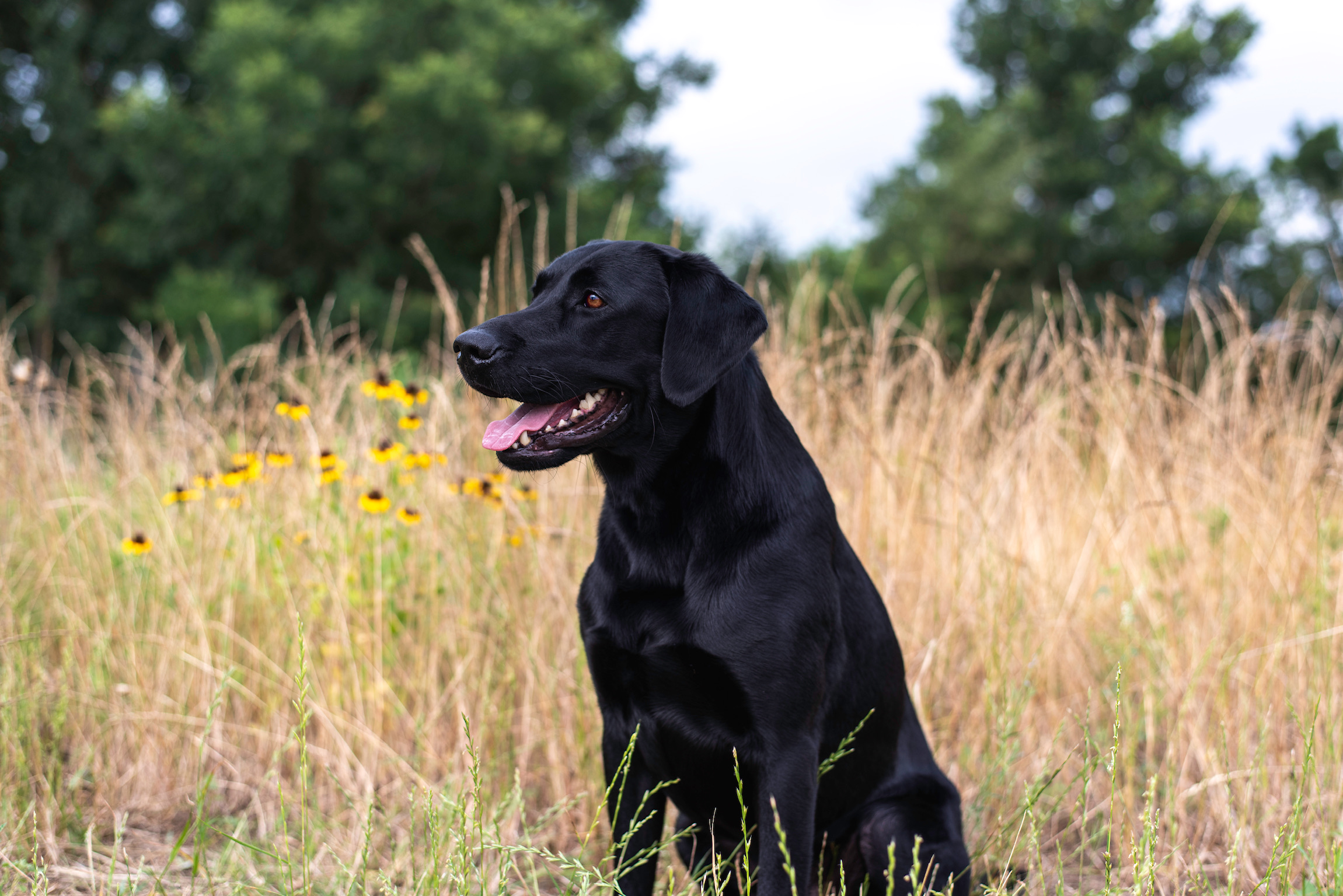 HRCH Bootlegger’s Black Beau | Black Labrador Retriver