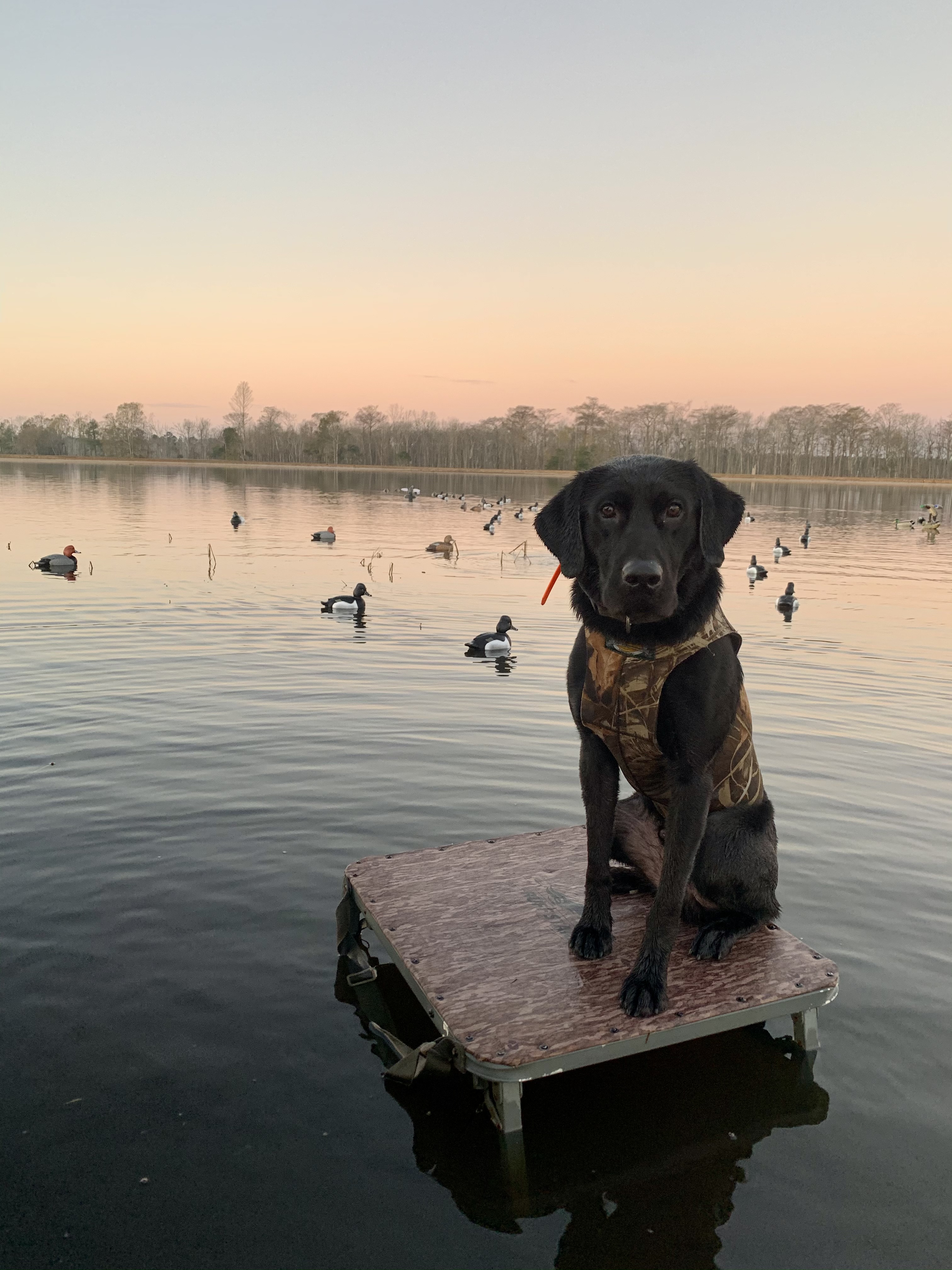 HR Stagecoach’s Sent By Tank SH | Black Labrador Retriver