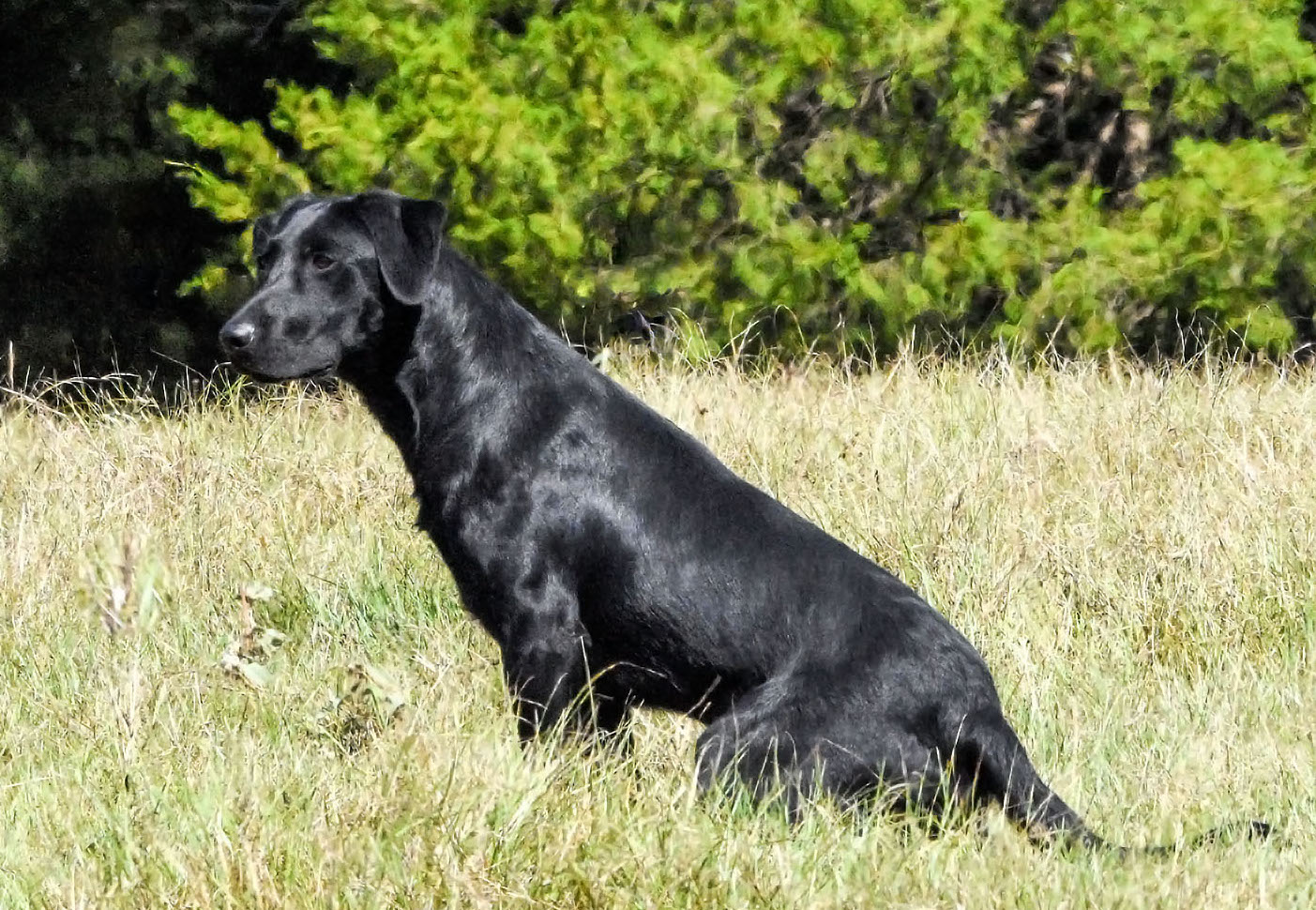 HR River Ridge Rumblin' Rebel | Black Labrador Retriver