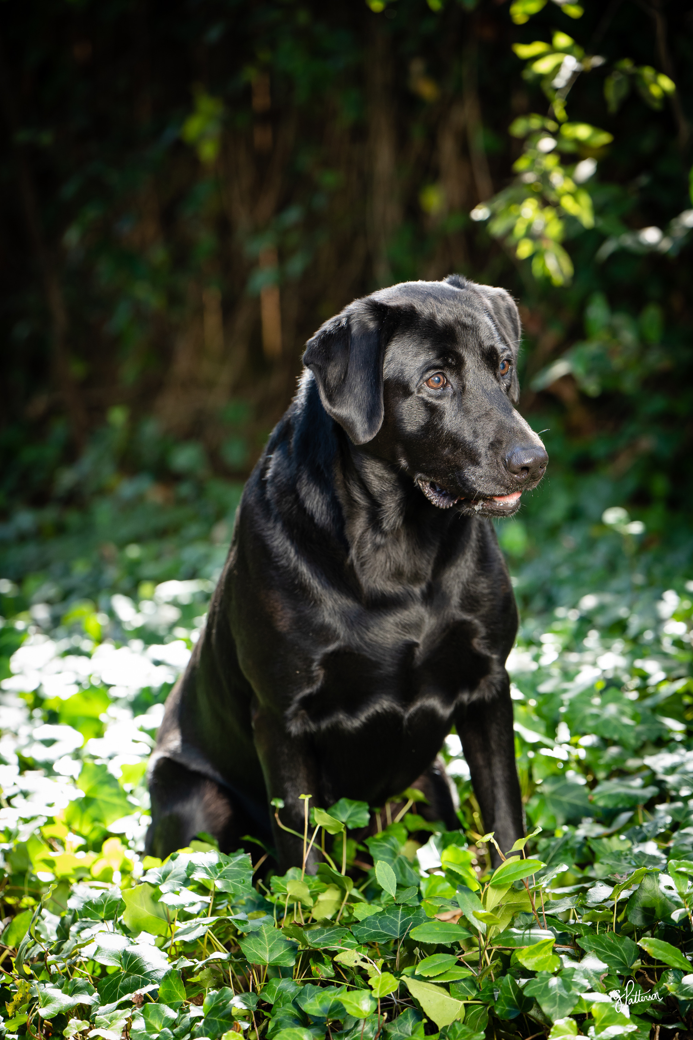 HRCH Texas River Rebel | Black Labrador Retriver