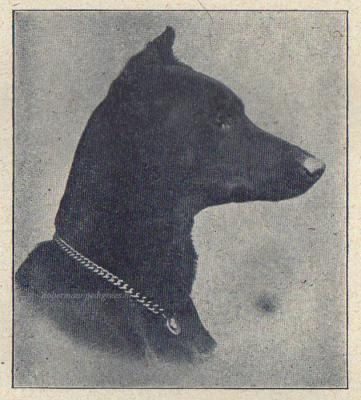 Prinz Guntram v. Thüringen | Black Doberman Pinscher