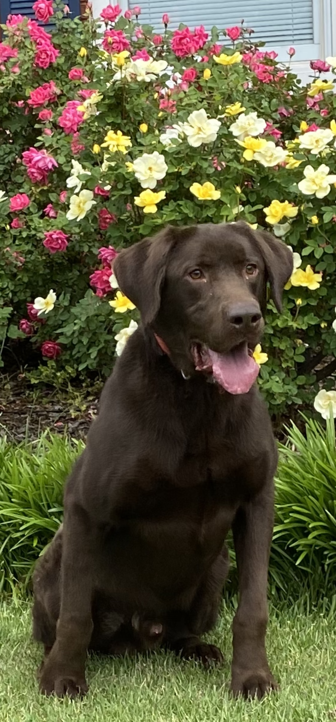 Doug’s Loose Cannon Is Hammer Time | Chocolate Labrador Retriver