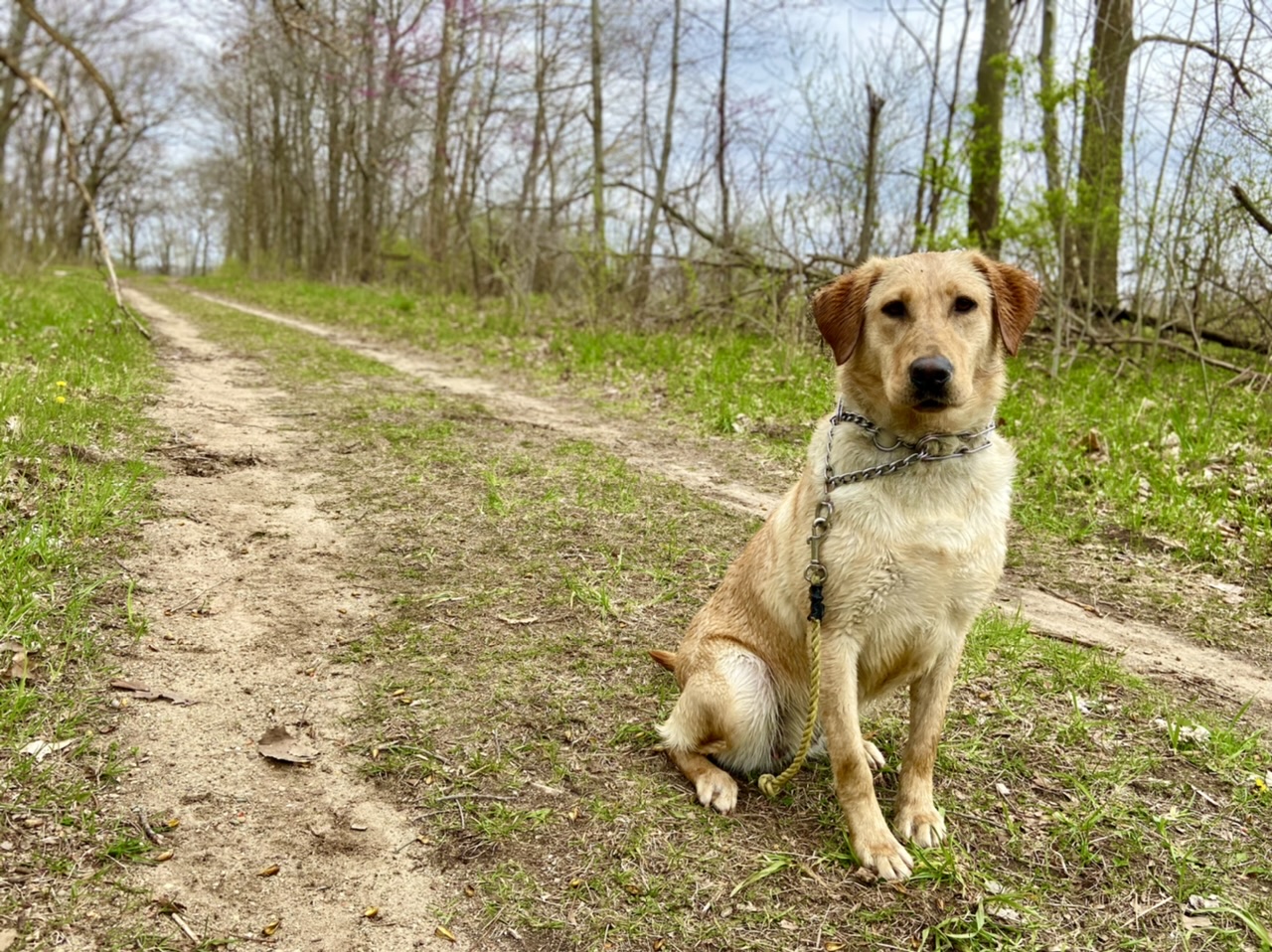 Trinity Oaks Sweet Song | Yellow Labrador Retriver