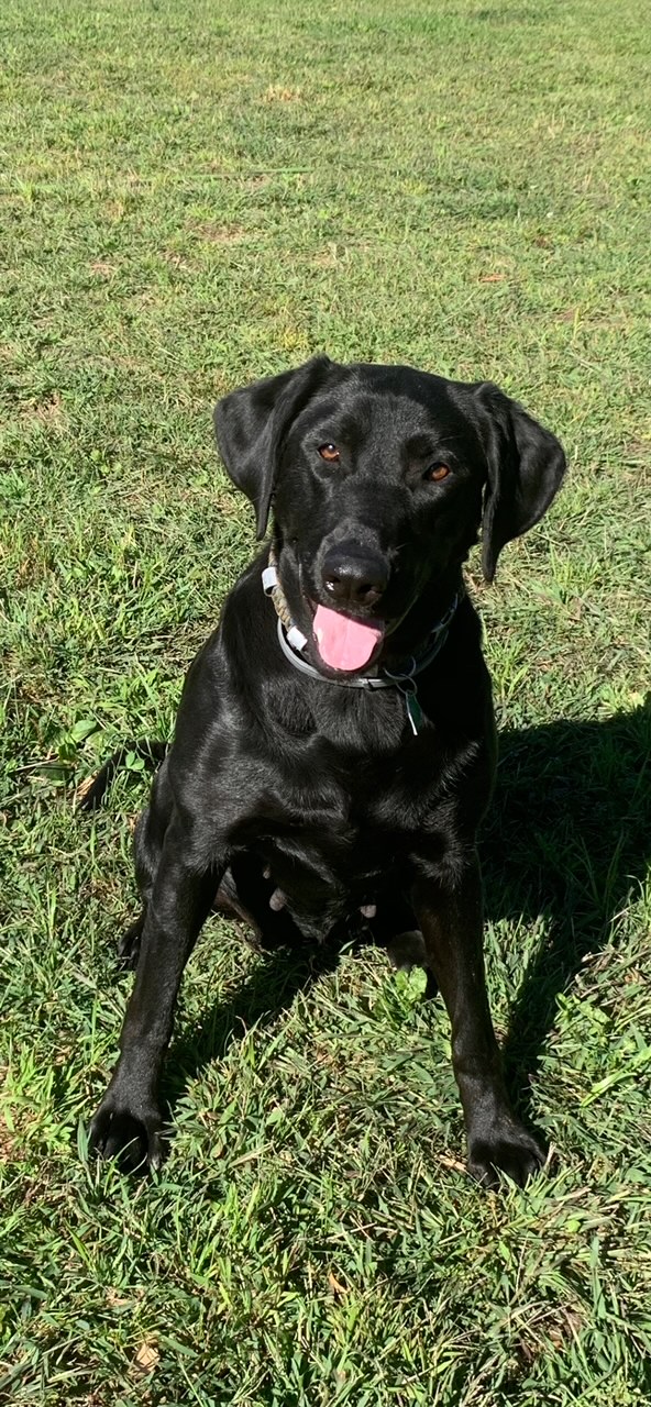 Shooters Bustin Loose Jazzy Chances Ziva CPR | Black Labrador Retriver