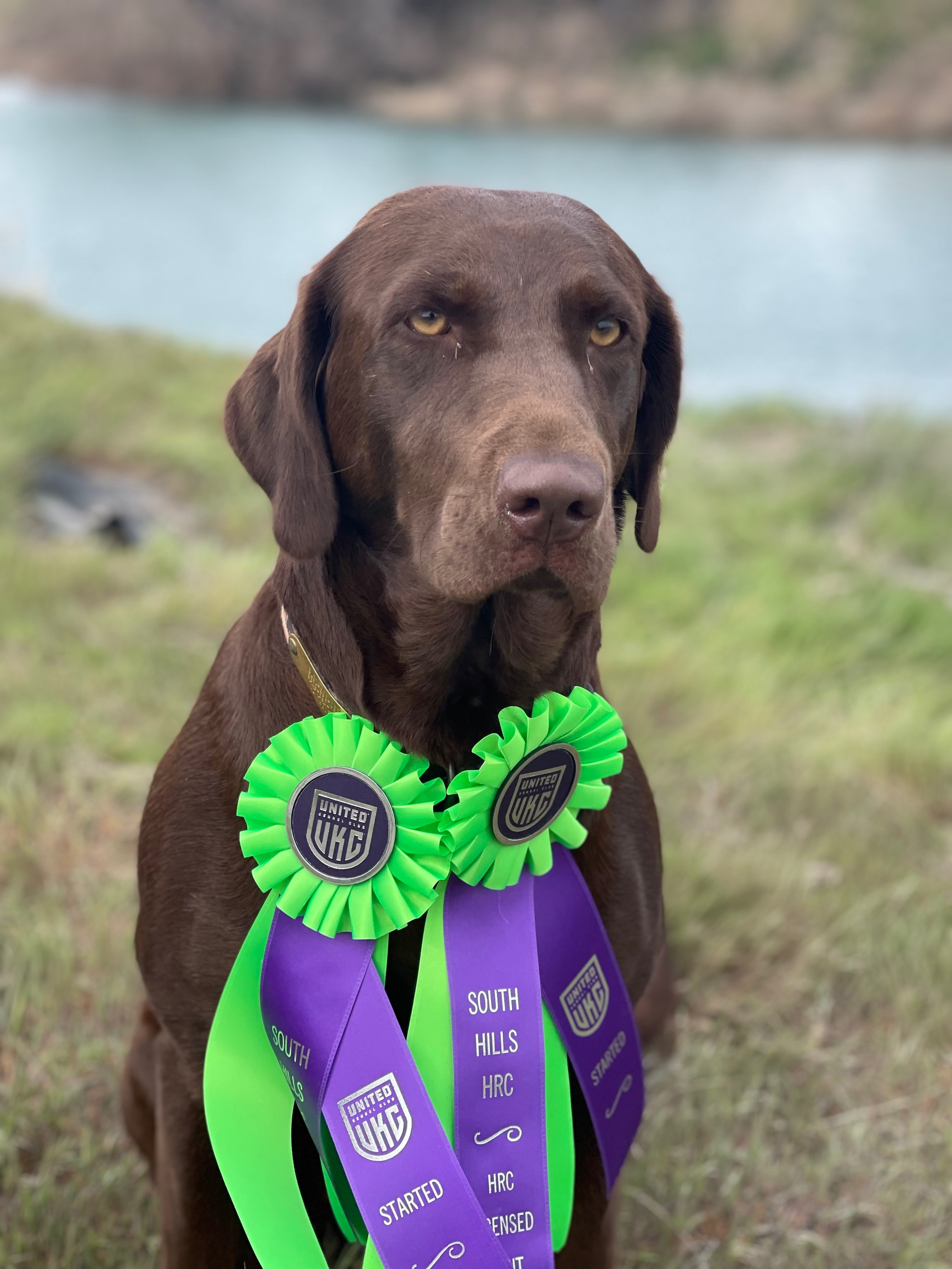 Akeelah Bee | Chocolate Labrador Retriver