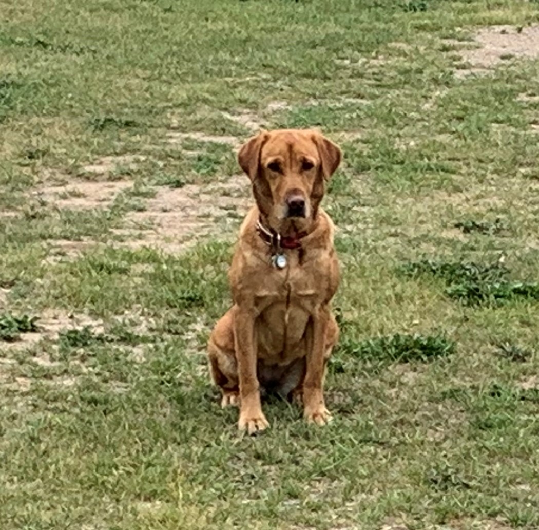 Romeo's Forever Amber | Yellow Labrador Retriver