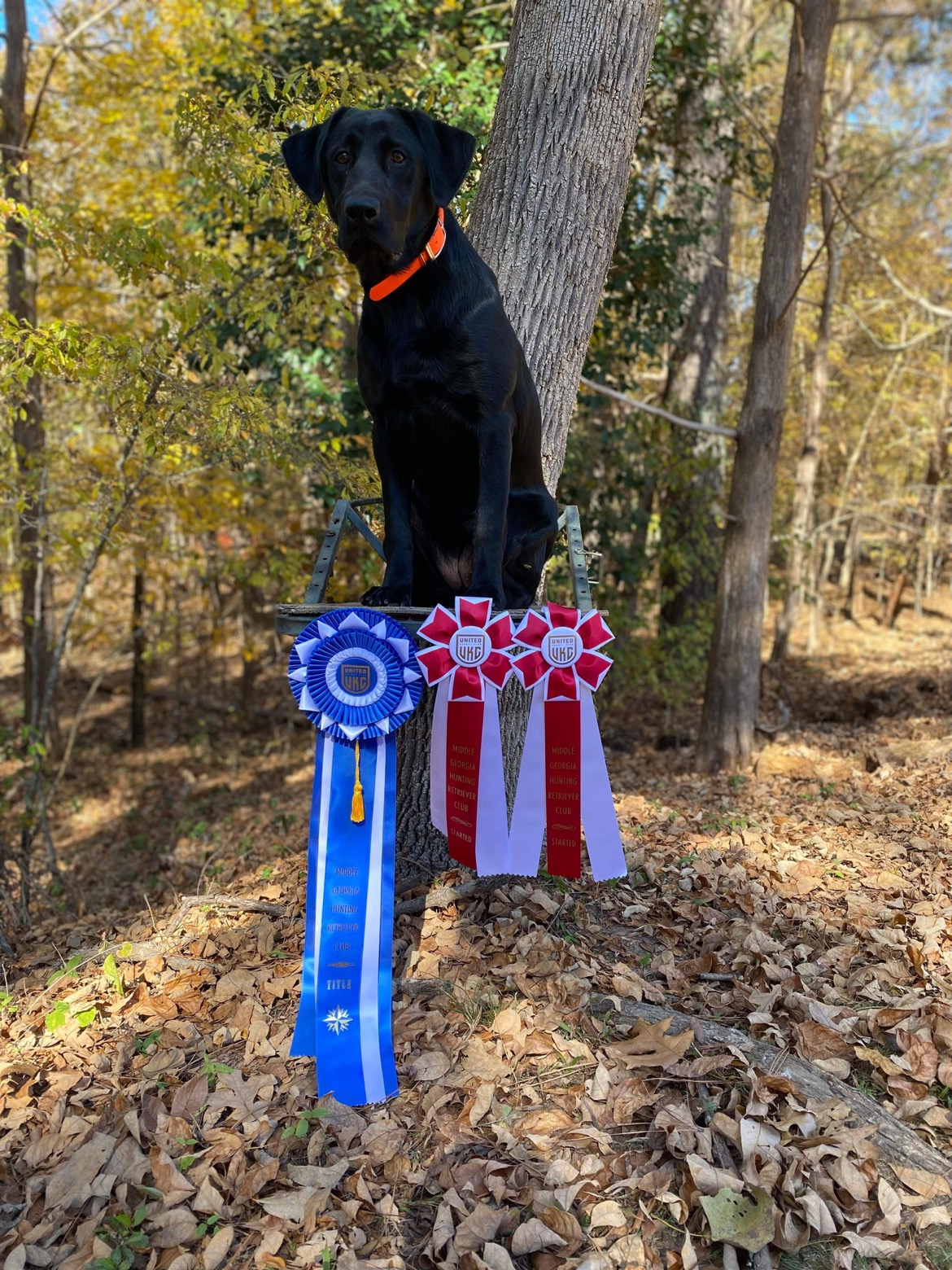 HR Hannah Anne’s Rarin’ To Go | Black Labrador Retriver